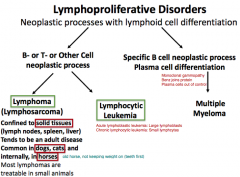 Lymphoma (confined to solid tissues)
Lymphocytic Leukemia
・Acute lymphoblastic leukemia (Lg lymphoblasts)
・Chronic lymphocytic leukemia (small lymphocytes)
Multiple Myeloma