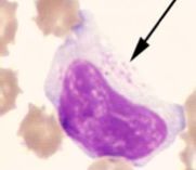 Identify the cell:
What is this indicative of?
Why is this significant?