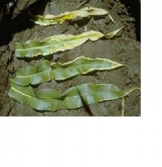 1. Yellowing of the leaf margins andveins 
 2. Crinkling or rolling of the leaves