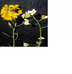 1.










Pale flowers. 
 2.Thickened twisted
pods with aborted seeds.