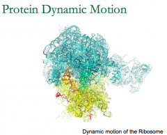 Molecular Simulation of a Ribosome (EQ State): Still always jiggling. Do we want drug that binds to part that move a lot or a little?