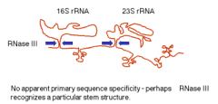 הוא אנדונוקליאז ספציפי שחותך RNA דו גדילי בצורה מאוד מדויקת.
אנזים זה חותך בדייקנות בשתי אתרים בPre-rRNA ויצר שתי גדילים חדשים:
Pre 16S rRNA and Pre 23S...