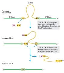 שחבור עצמי ללא מוערבות חלבונים. קורה בrRNA וRNA של אורגנלות כמו מיטוכנדריה וכלורופלסט.


GTP\GDP\GMP תוקף דרך ה3-OH שלו את הקשר הפוספודיאסטרי ב splice ...