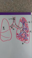 Identify parts 1, 2, and 3 of the lungs: (alveoli, artery, bronchial tube, bronchioles, lung, trachea)