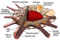 Kopffüßer besitzen besondere Hautzellen, die sogenannten Chromatophoren. Diese enthalten ein Pigment (Farbstoff) und sind von winzigen Muskeln umgeben, welche an diesen anhaften. Werden diese Muskeln angespannt, dehnt sich eine Chromatophorenzel...