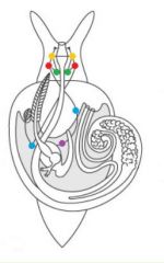 Vorderkiemers (Prosobranchia)


 


Die Konnektive zwischen Pleural- und Parietalganglien sind infolge der Torsion überkreuzt