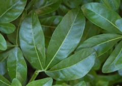 Palmately compound leaves