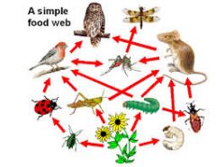 Which of the following best describes the small bird in the food web above?