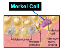 Desmosomes


Neurosecretory granules


Abundant in fingertips