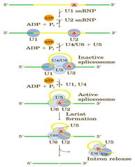 1. בהתחלה יש E-early - הU1 מזהה את הDonor site על ידי זיווג בסיסי וכתוצאה מכך U2AF נקשר לפולי פירימידין ומגייס את החלבון BPB שנקשר לאתר ההסתעפות.

2. קומ...