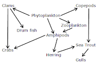 How many primary consumers are there in this food web?
