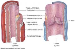 The Tunica Intima is the endothelium lining the cavity (lumen) of all vessels