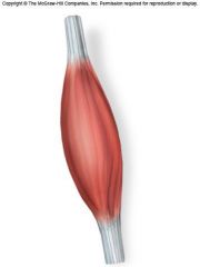 thick in middle and tapered at ends.  ex. biceps brachii