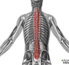 vertebrae to vertebra.  Rotates vertebral column