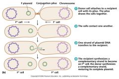 1. Donor cell (F+) and recipient cell (F-) come into contact via an extending sex pilus from the F+ cell
2. Sex pilus connects to receptors on the F- cell
3. Pilus contracts - drawing the two cells together to form a conjugation bridge where the ...