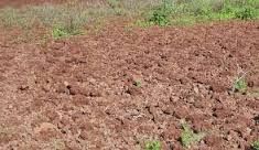 alluvial soil