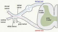 Rami dorsales nn. spinales (spinalnervernes dorsale grene)
