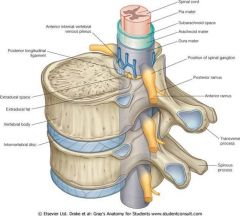 Spinalnervens posteriore gren, da facetleddene ligger posteriort for foramen intervertebrale, og den posteriore gren løber posteriort til de dybe rygmusklerne forbi leddet.