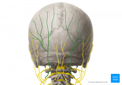 Ramusposterior n. cervicalis I et II     



Ramus posterior n. cervicalis I, kaldes også n. suboccipitalis; muskulær gren der innerverer de små suboccipitale muskler. Løber ud i trigonum suboccipitale mellem a. vertebralis og bagerste atlasbu...