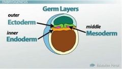 Know how to label the germ layers of the Gastrula