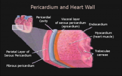 *Normal pericardium is a fibro-serous sac which surrounds the heart and adjoining portions of the great vessels. 

*The inner visceral layer, also known as the EPIcardium, consists of a thin layer of mesothelial cells closely adherent to the sur...
