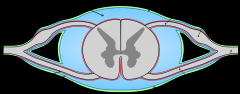Medulla spinalis strækker sig kaudalt til mellem L1 og L2, subarachnoidalrummet strækker sig til S2.