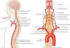 Ender lige efter passagen af membrana atlanto-occipitalis posterior, hvor de to aa. vertebrales smelter sammen og danner a. basilaris.