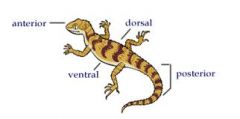 Know how to label the anterior, posterior, dorsal, and ventral of an organism.