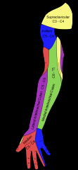 C6 - smerter og sensibilitetstab på radialsiden af underarmene og tommelfingrene 
C7 - smerter og sensibilitetstab svarende til pegefingeren.