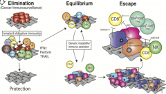 immune system kill and also induce changes in the tumor resulting in tumor escape and recurrence.

Think "Three E's"of cancer immunoediting: Elimination --> Equilibrium --> Escape