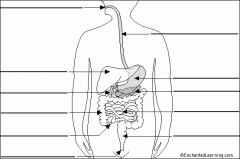 Know how to label the human digestive system.