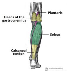 flexors of ankle/digits.  Recognize gastrocnemius and soleus(flexors of the ankle