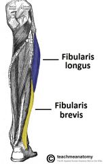 peroneal/fibular muscles (evertors of the foot)