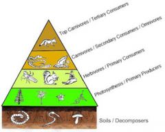 How much energy is transferred to each trophic level in an energy pyramid?
