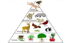 In this Food Web Pyramid which type of consumers gets only 10% of the energy stored in plants?
