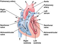Know how to label the mammalian heart