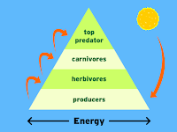in the energy pyramid here, which organisms have the most energy available?