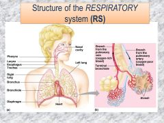 Know how to label the mammalian respiratory system