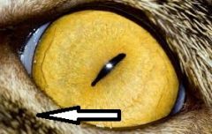 Identify this part of the eye.