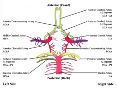 The anterior cerebral artery, posterior cerebral artery, ICA, and the ant/post communicating arteries.