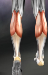O: posterior aspect of the medial and lateral femoral condyles, capsule of knee joint
I: posterior calcaneus via tendocalcaneus 
A: Knee flexion, Plantarflexion
