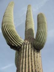 cacti have thick stems to store water and spikes to protect it from predators