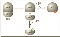 על ידי פקטור eIF6 שנקשר לתת היחידה הגדולה ול-eIF3 שנקשר לתת היחידה הקטנה.