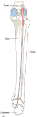 O: lateral supracondylar ridge of the femur, knee joint capsule
I: posterior calcaneus
A: Plantarflexion
