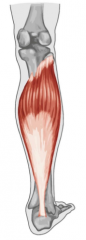 O: soleal line and posterior surface of the tibia, posterior surface upper third of fibula 
I: posterior calcaneus via the tendocalcaneus