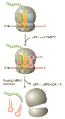 משפחת חלבוני הeRF1 מעורבים בזיהוי שלושת קודוני הSTOP.
החלבון eRF1 נקשר לריבוזום סמוך לאתר A כאשר בו מצוי קודון הסיום, הקישור מלווה בGTP-eRF3 - אנלו...