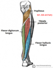 -Tibialis posterior
-Flexor digitorum longus
- Flexor Hallucis longus
(Tom, Dick, Harry) 