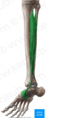 O: proximal half of the posterior tibia below the soleal line, proximal two thirds of fibula 
I: navicular 
A: plantarflexion, inversion