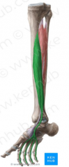 O: proximal half of the medial tibia below the soleal line 
I: plantar surface of the base of the distal phalanx of digits 2-5 
A: plantar flexion, inversion, toe flexion