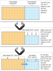 -rapid water movement between the ECF and ICF in response to an osmotic gradient. 
-occur quickly in response to changes in osmotic concentration of the ECF and reach equilibrium within minutes to hours. 
